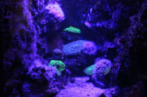 SEA LIFE Sydney Aquarium Entrance Ticket - Port Augusta Accommodation 8