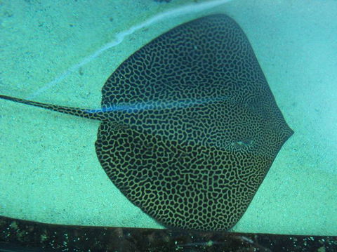 SEA LIFE Sydney Aquarium Entrance Ticket - Port Augusta Accommodation 16