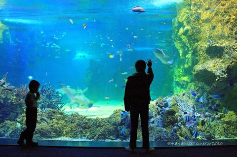 SEA LIFE Sydney Aquarium Entrance Ticket - Port Augusta Accommodation 15