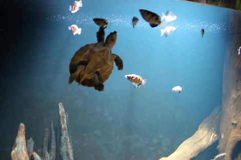 SEA LIFE Sydney Aquarium Entrance Ticket - Port Augusta Accommodation 4