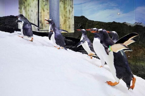 SEA LIFE Sydney Aquarium Entrance Ticket - Port Augusta Accommodation 32