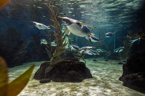 SEA LIFE Sydney Aquarium Entrance Ticket - Port Augusta Accommodation 29
