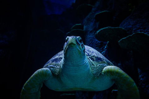 SEA LIFE Sydney Aquarium Entrance Ticket - Port Augusta Accommodation 33