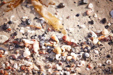 Mushroom Reef Beach - Port Augusta Accommodation 1