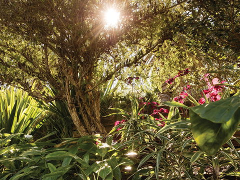Wendy Whiteley's Secret Garden - Port Augusta Accommodation 1