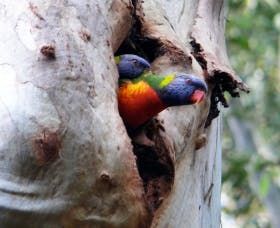 Cumberland State Forest - Port Augusta Accommodation 0