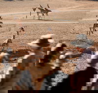 Monarto Safari Park - Port Augusta Accommodation