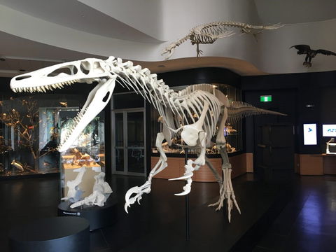 UNE Natural History Museum - Port Augusta Accommodation 0