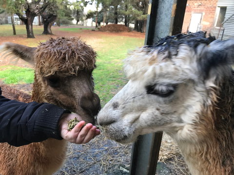 Alpaca Farm Experience At Crookwell - Port Augusta Accommodation 0
