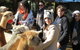 Alpaca Farm Experience At Crookwell - thumb 2