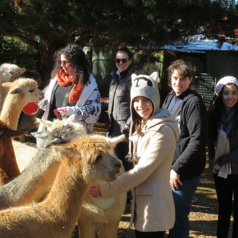 Alpaca Farm Experience At Crookwell - Port Augusta Accommodation 2