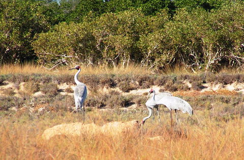 Cape Keraudren Nature Reserve - Port Augusta Accommodation 0