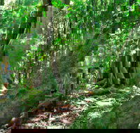 Mary Cairncross Scenic Reserve