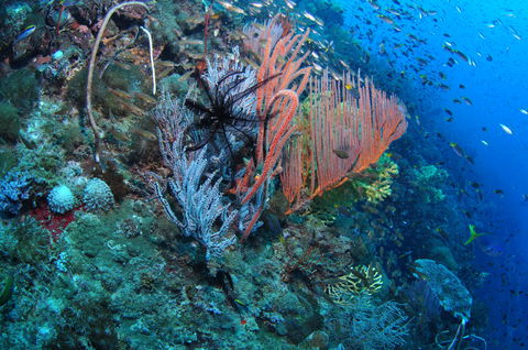 SS Yongala Dive Site - Port Augusta Accommodation 1