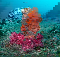 HMAS Brisbane Dive Site