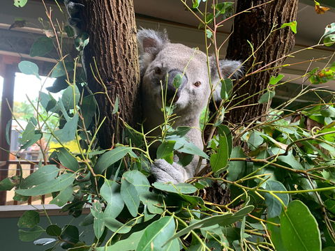 Macadamia Castle - Port Augusta Accommodation 0