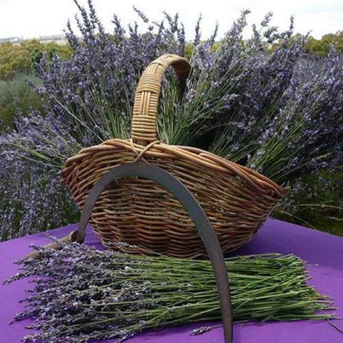 Rustique Lavender Farm - Port Augusta Accommodation 0