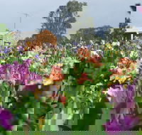 Smokin Heights Iris Display Garden - Port Augusta Accommodation