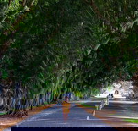 Fig Tree Avenue