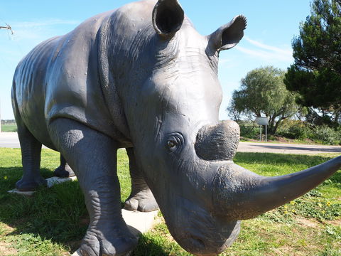 Tailem Bend Rhino Park And Dickson Reserve - Port Augusta Accommodation 0