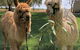 Visit An Alpaca Farm And Get Up And Personal With These Gentle And Unique Animals - thumb 0