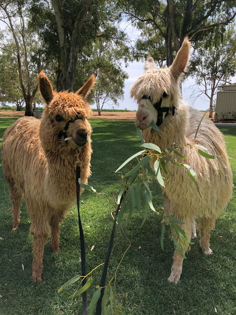 Visit An Alpaca Farm And Get Up And Personal With These Gentle And Unique Animals - Port Augusta Accommodation 0