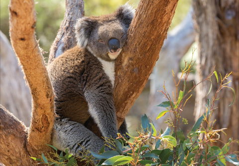 Cleland Wildlife Park - Port Augusta Accommodation 0