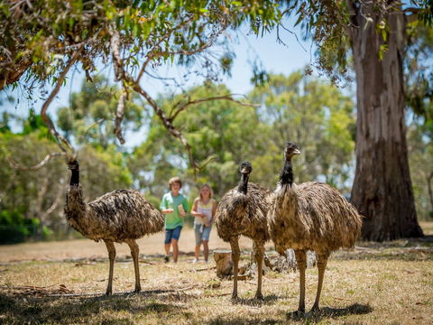Cleland Wildlife Park - Port Augusta Accommodation 2