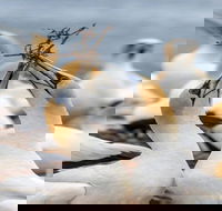 Gannets in Portland - Port Augusta Accommodation
