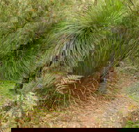 Grass Tree Circuit - Port Augusta Accommodation