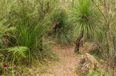Grass Tree Circuit - Port Augusta Accommodation 0