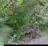 Rainforest Walking Track Roberston Nature Reserve - Port Augusta Accommodation