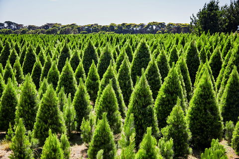 Christmas Tree Farm - Port Augusta Accommodation 0