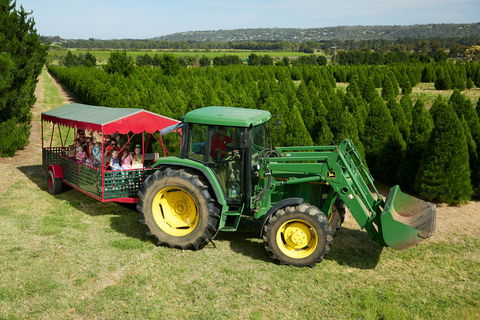 Christmas Tree Farm - Port Augusta Accommodation 1