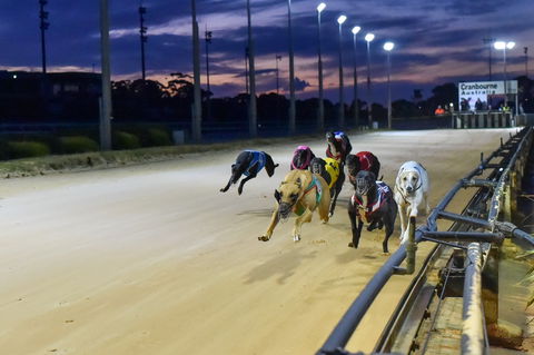 Cranbourne Greyhound Racing Club - Port Augusta Accommodation 1