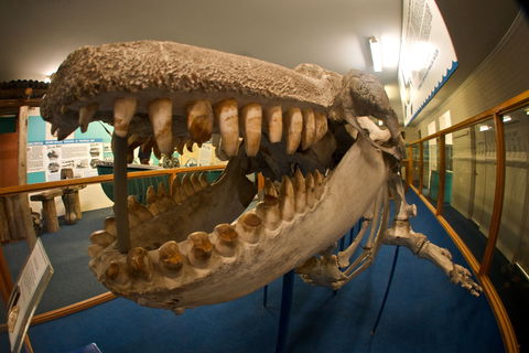 Eden Killer Whale Museum - Port Augusta Accommodation 0