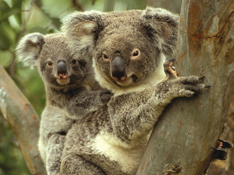 Koalas In Gunnedah - Port Augusta Accommodation 0