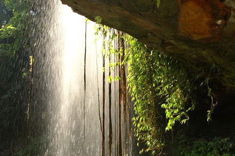 Rainforest & Waterfall Experience - Port Augusta Accommodation 9