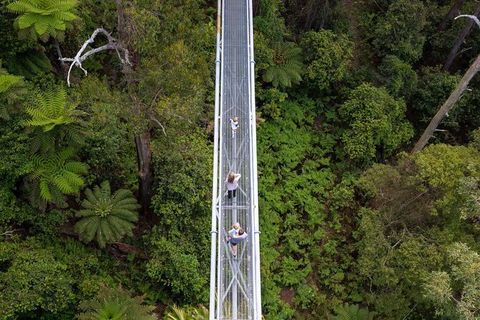 Illawarra Fly Treetop Adventures Treetop Walk Admission Ticket - Port Augusta Accommodation 4