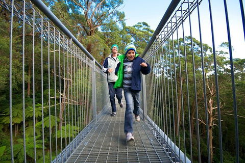 Illawarra Fly Treetop Adventures Treetop Walk Admission Ticket - Port Augusta Accommodation 7