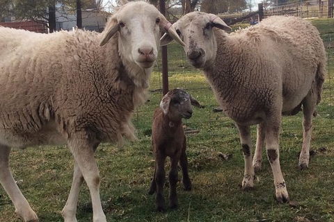 Paddock To Plate Farm Tour And Tasting - Port Augusta Accommodation 7