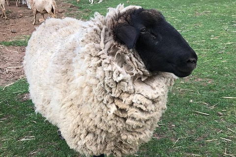 Paddock To Plate Farm Tour And Tasting - Port Augusta Accommodation 3