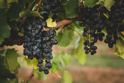Hideaway Private Tours Hunter Valley - Port Augusta Accommodation 9
