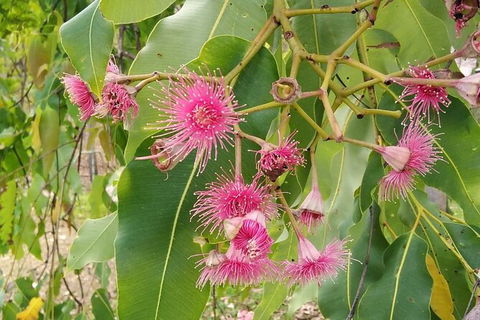 Full-Day Private Guided Tour To Litchfield National Park - Port Augusta Accommodation 5