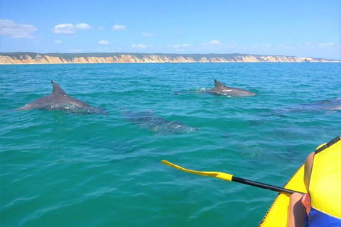 Kayak With Dolphins And 4WD Great Beach Drive Day Trip From Noosa - Port Augusta Accommodation 11