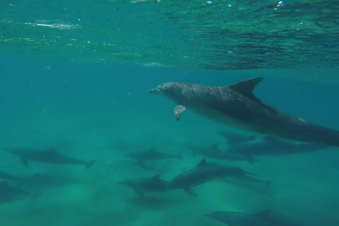 Kayak With Dolphins And 4WD Great Beach Drive Day Trip From Noosa - Port Augusta Accommodation 10