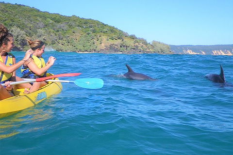 Kayak With Dolphins And 4WD Great Beach Drive Day Trip From Noosa - Port Augusta Accommodation 5