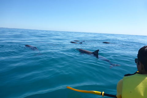 Kayak With Dolphins And 4WD Great Beach Drive Day Trip From Noosa - Port Augusta Accommodation 14