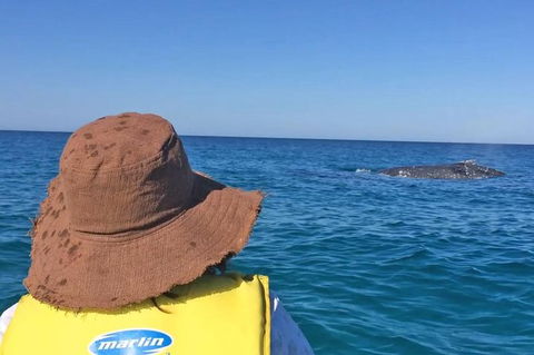 Kayak With Dolphins And 4WD Great Beach Drive Day Trip From Noosa - Port Augusta Accommodation 2