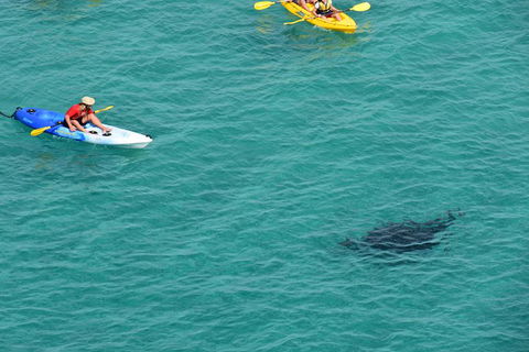Kayak With Dolphins And 4WD Great Beach Drive Day Trip From Noosa - Port Augusta Accommodation 18